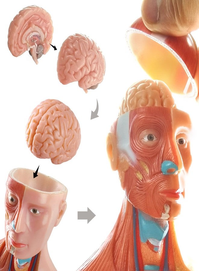 EVOTECH SCIENTIFIC 2025 New Human Body Model for Kids, 15 Pcs Removable 11 inch Human Torso Anatomy Model with Heart Head Skull Brain Skeleton Model, Age 6+, School Medical Education Display - Image 2